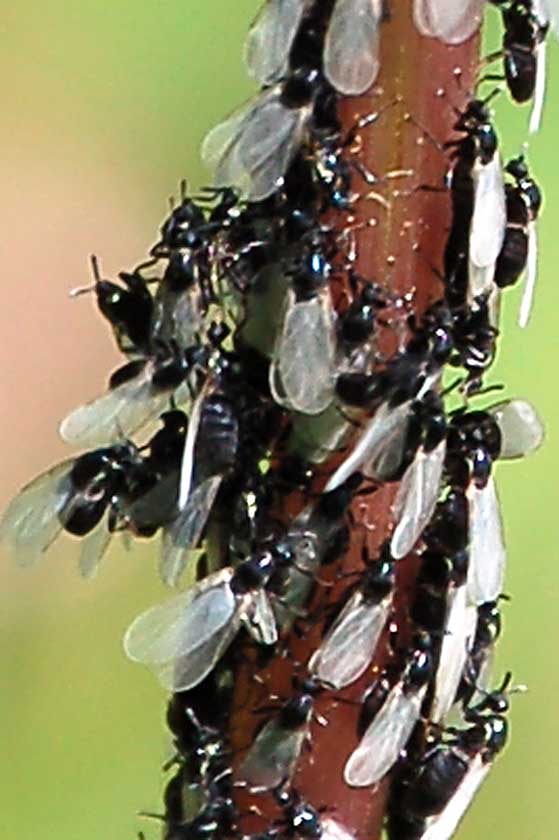 Sciami di moscerini: Scatopsidae e Bibionidae.
